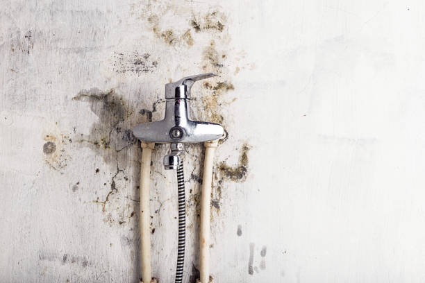 Best Mold Removal Specialists  in Weldon Spring, MO