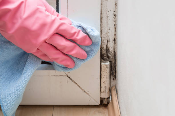 Best Attic Mold Removal  in Weldon Spring, MO